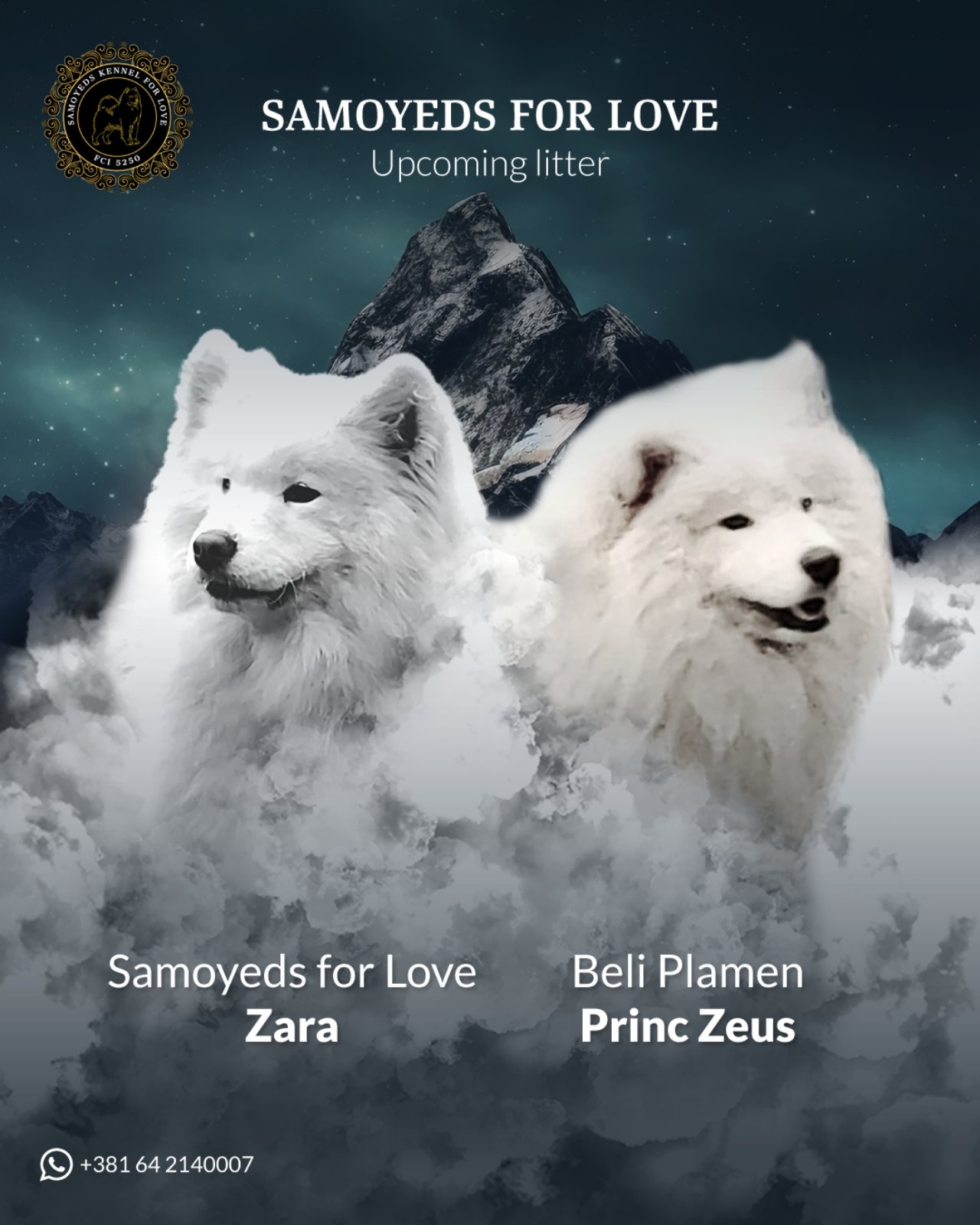 Samojed štenci i odrasli psi