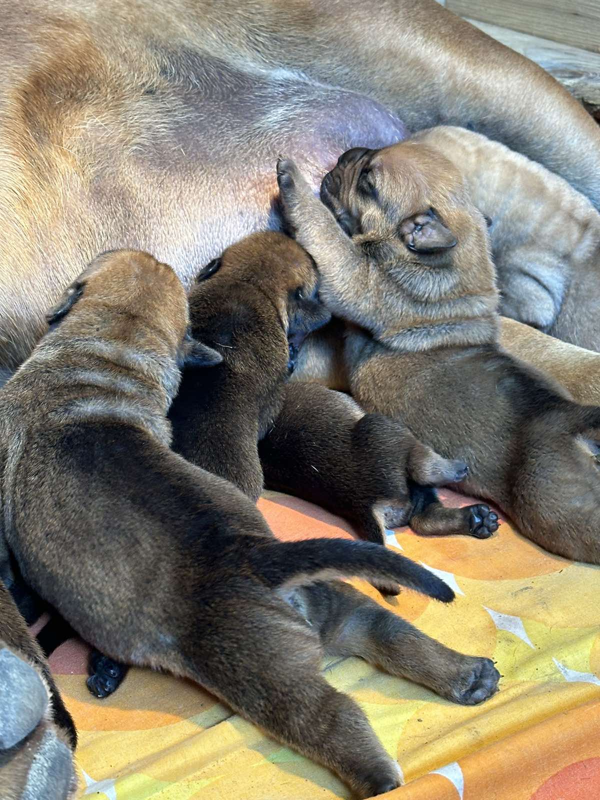 Južnoafrički mastif - Boerboel štenci