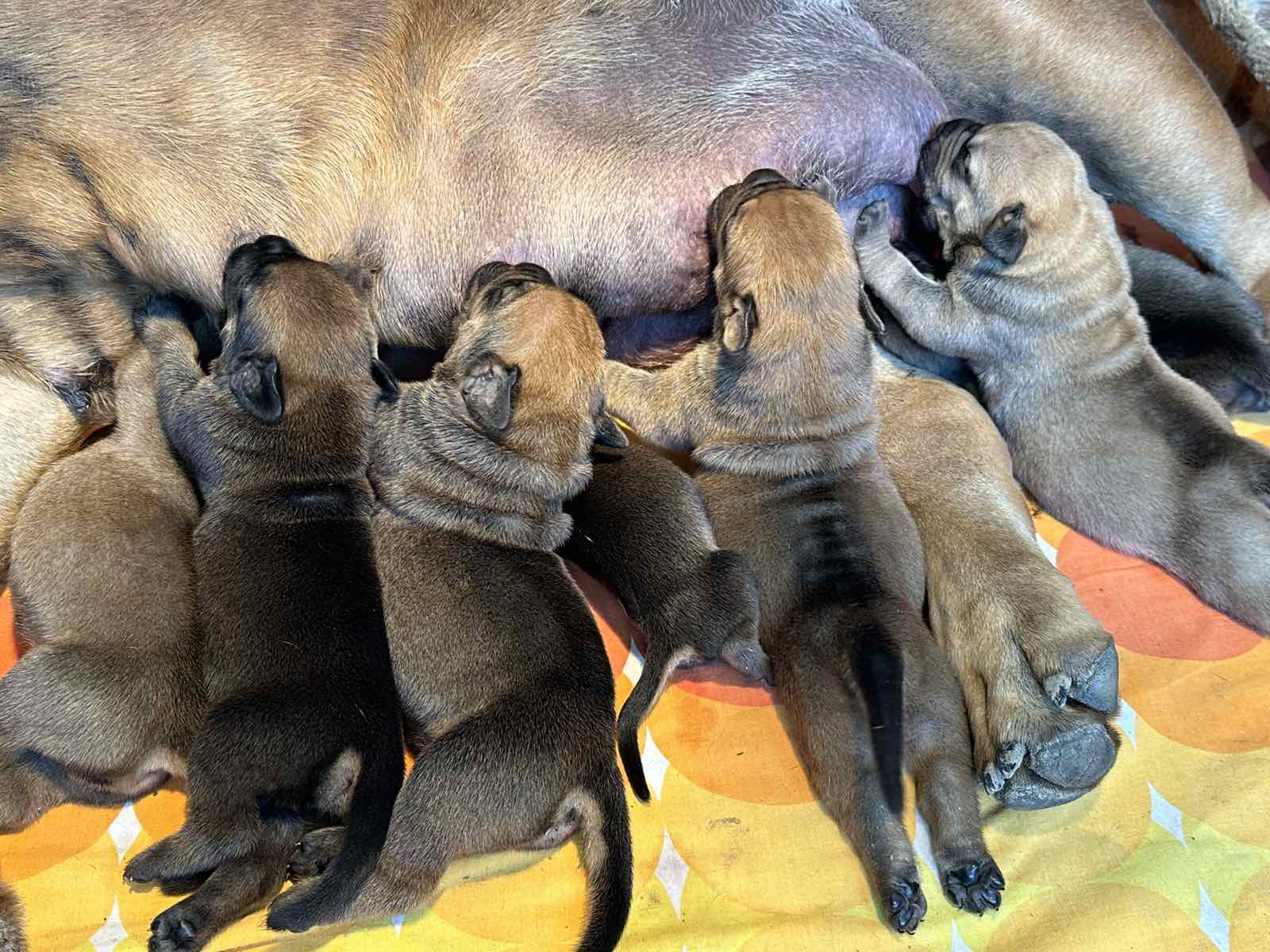 Južnoafrički mastif - Boerboel štenci