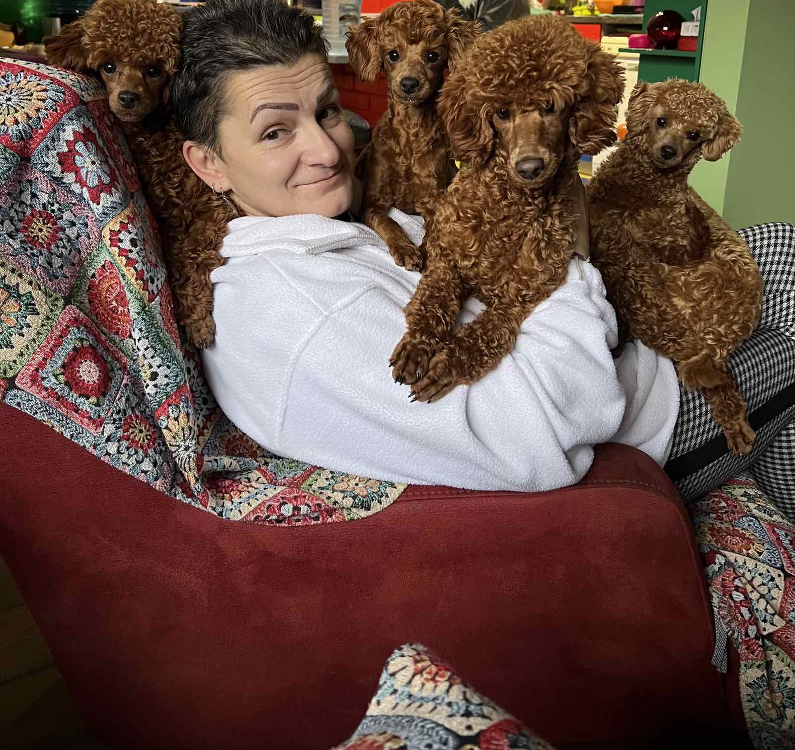 Toy Pudla štenci