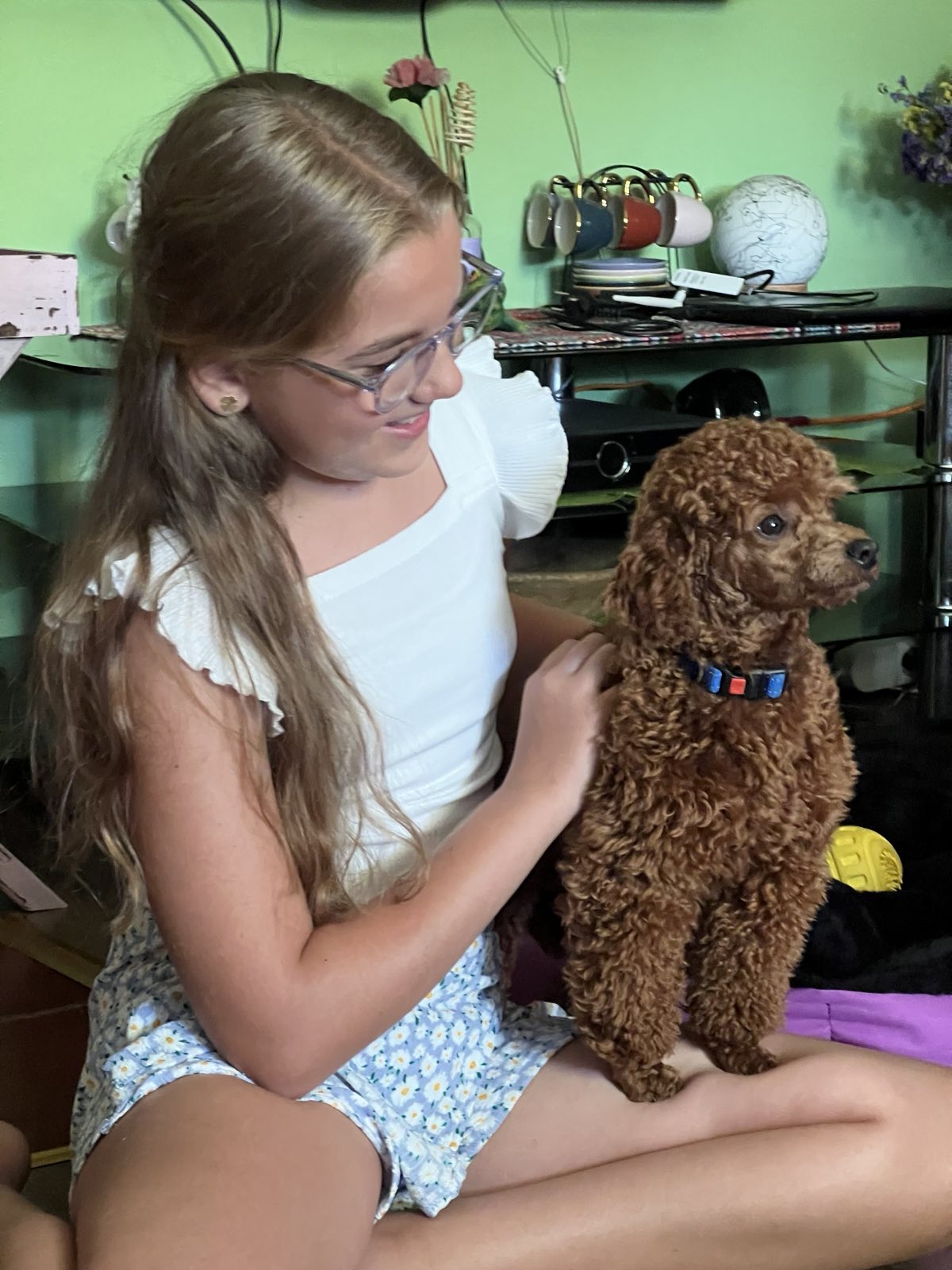 Toy Pudla štenci