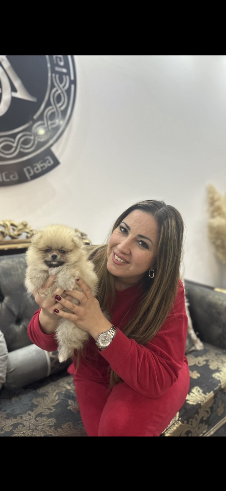 Pomeranac BOO medvedići, Pomeranski Špic štenci
