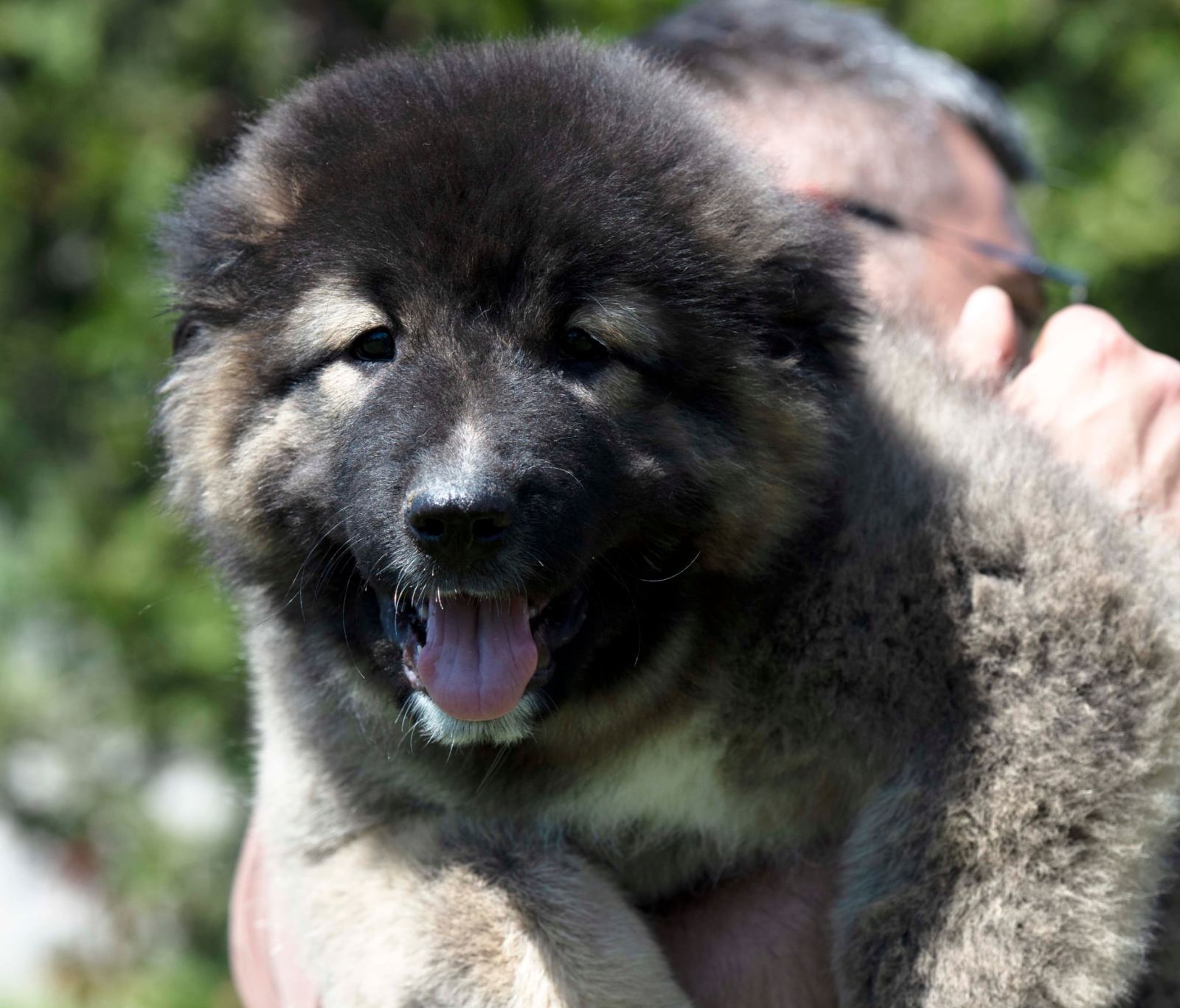 Kavkaski ovčar prelepi štenci