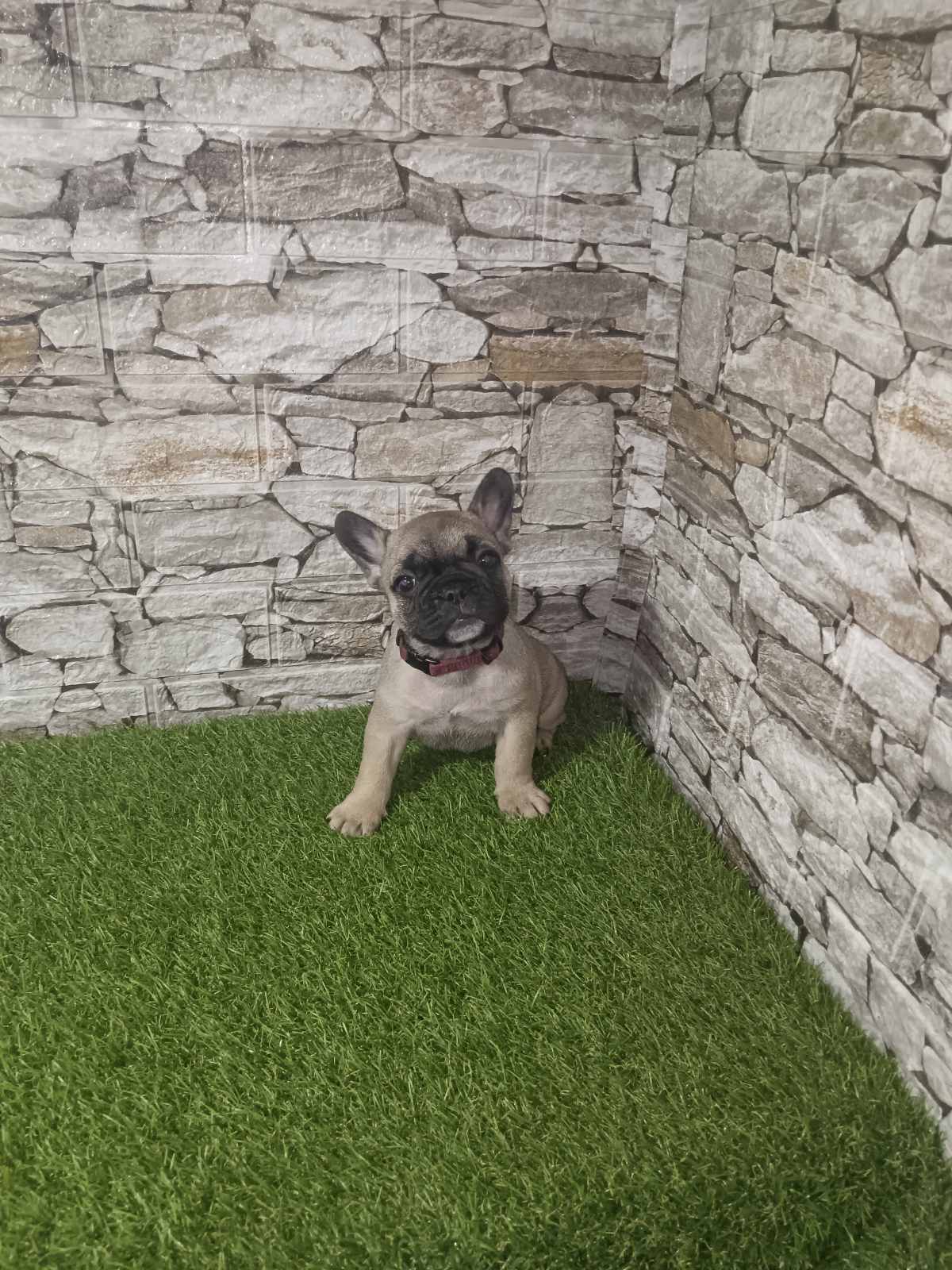 Francuski Buldog prelepi štenci