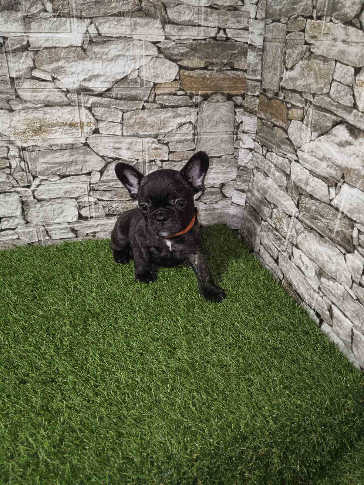 Francuski Buldog prelepi štenci