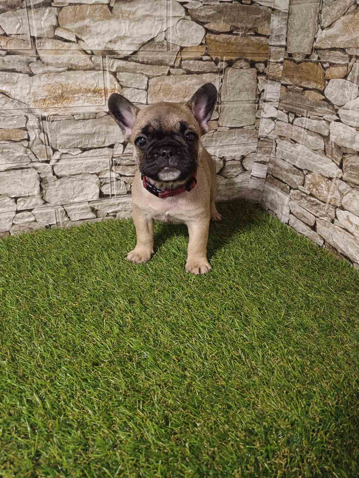 Francuski Buldog prelepi štenci