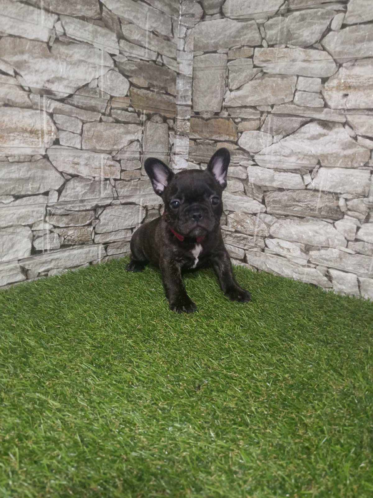 Francuski Buldog prelepi štenci
