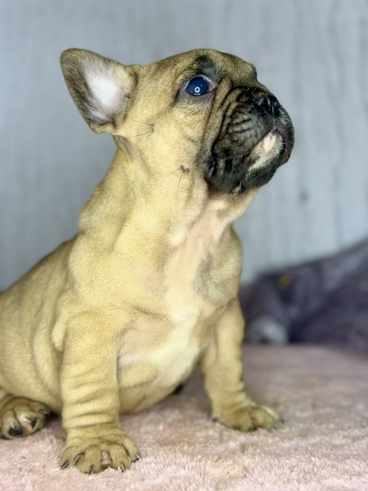 Francuski Buldog prelepi štenci