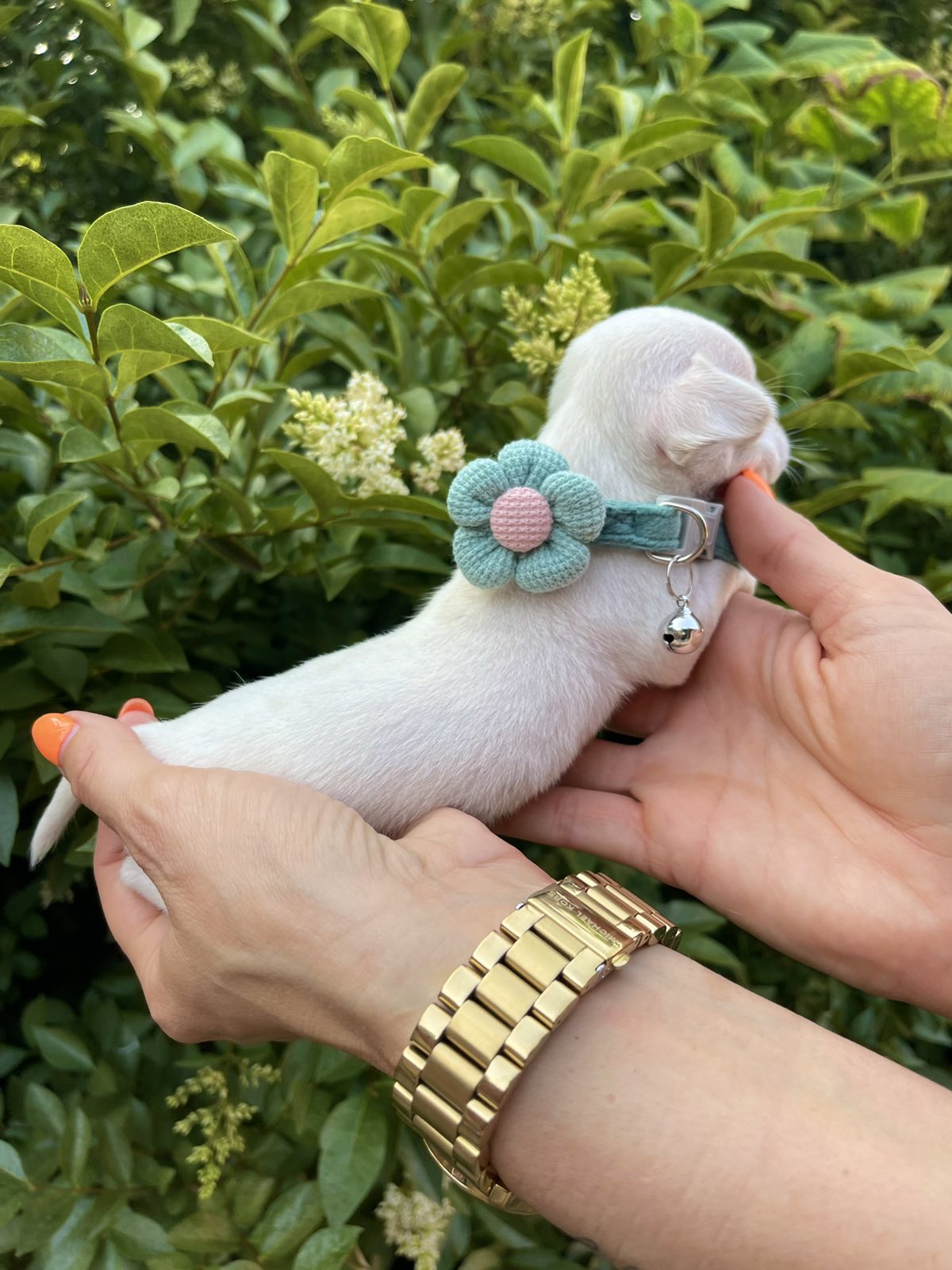 Mini Čivava štenci