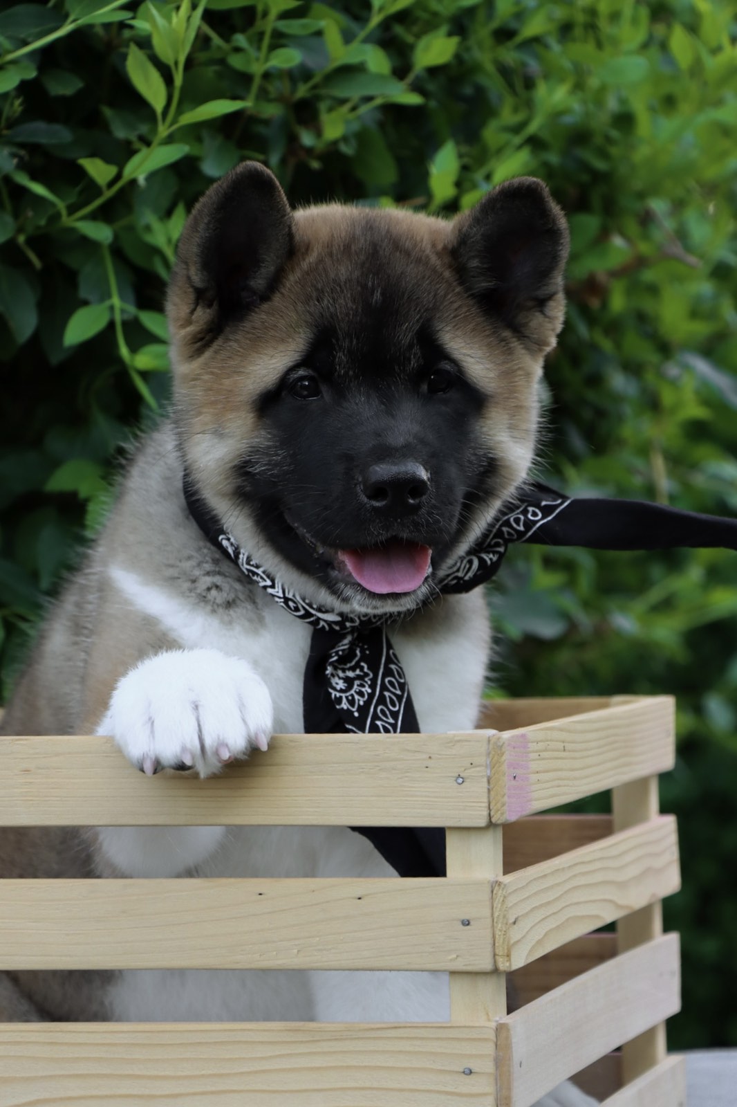 Americka Akita stenci