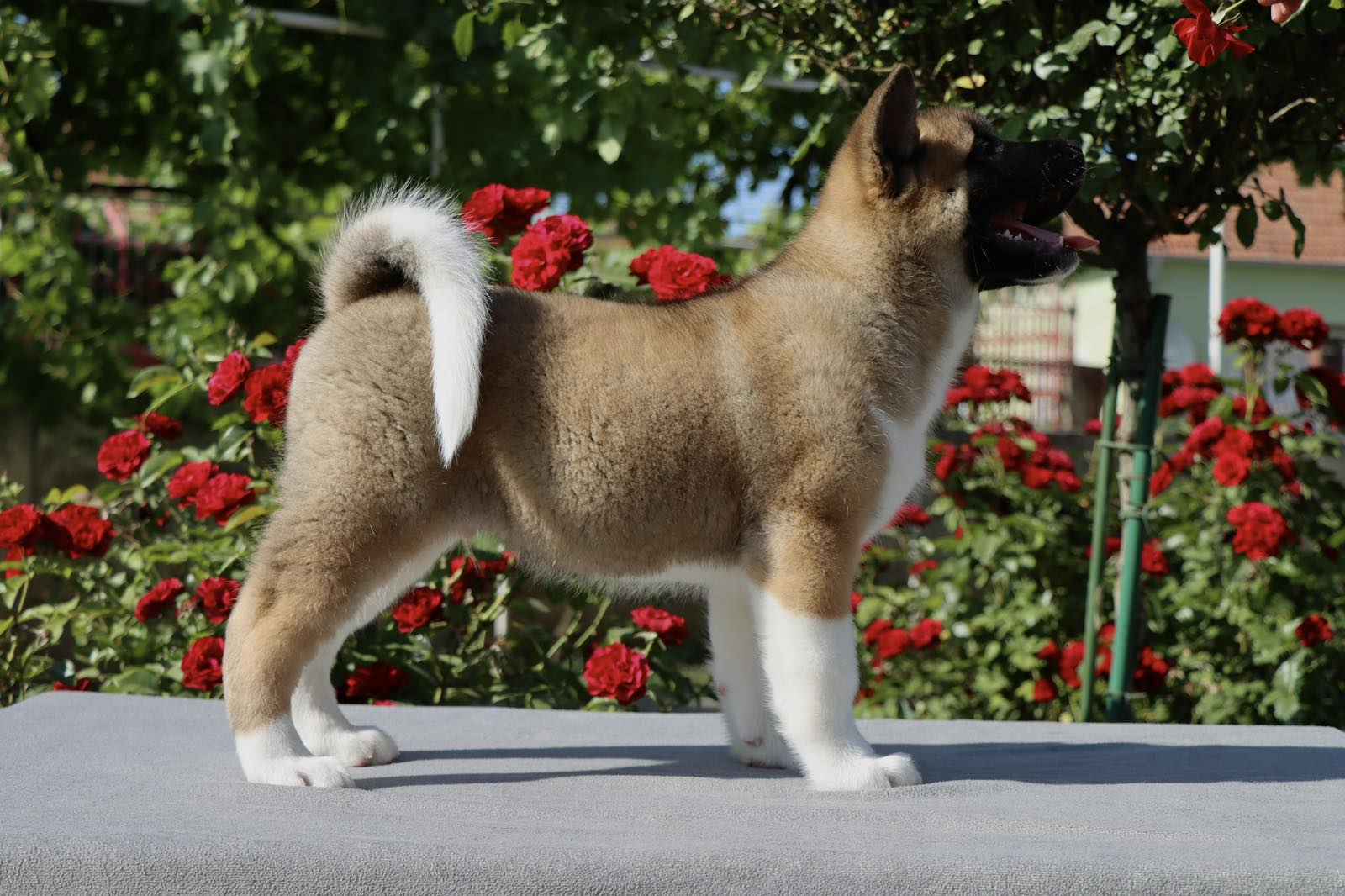 Americka Akita stenci