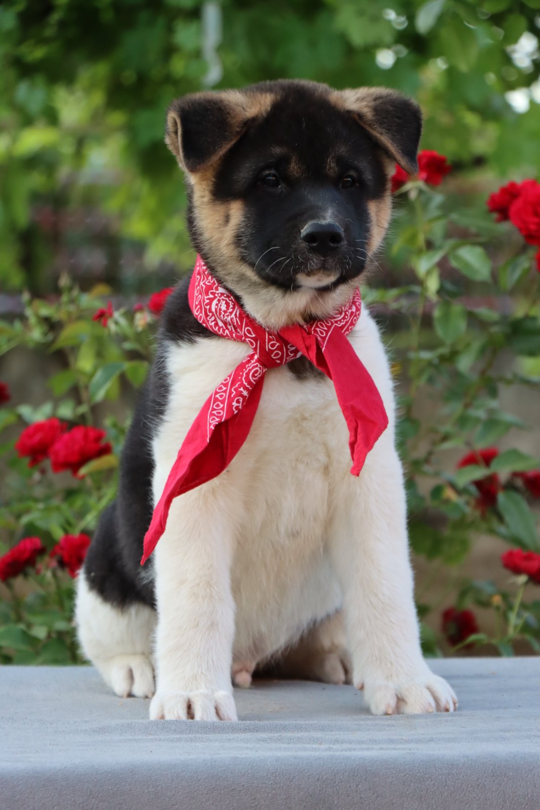Americka Akita stenci
