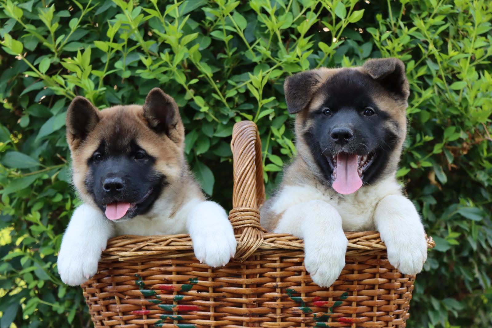 Americka Akita stenci