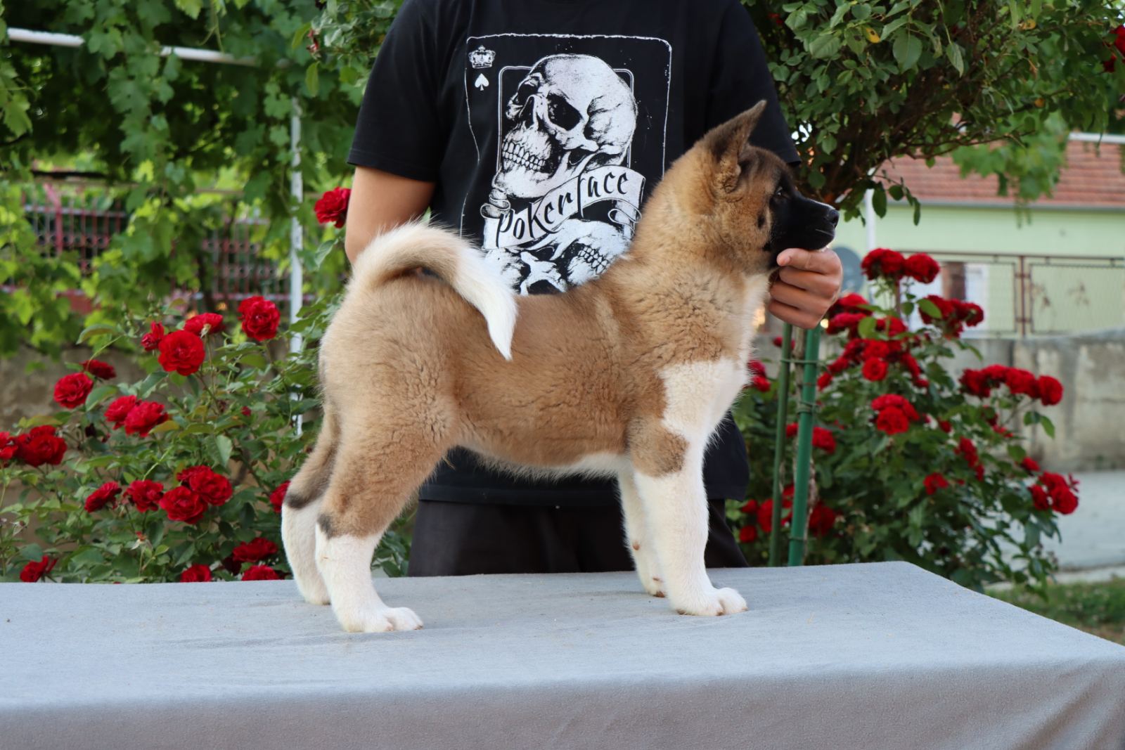 Americka Akita stenci