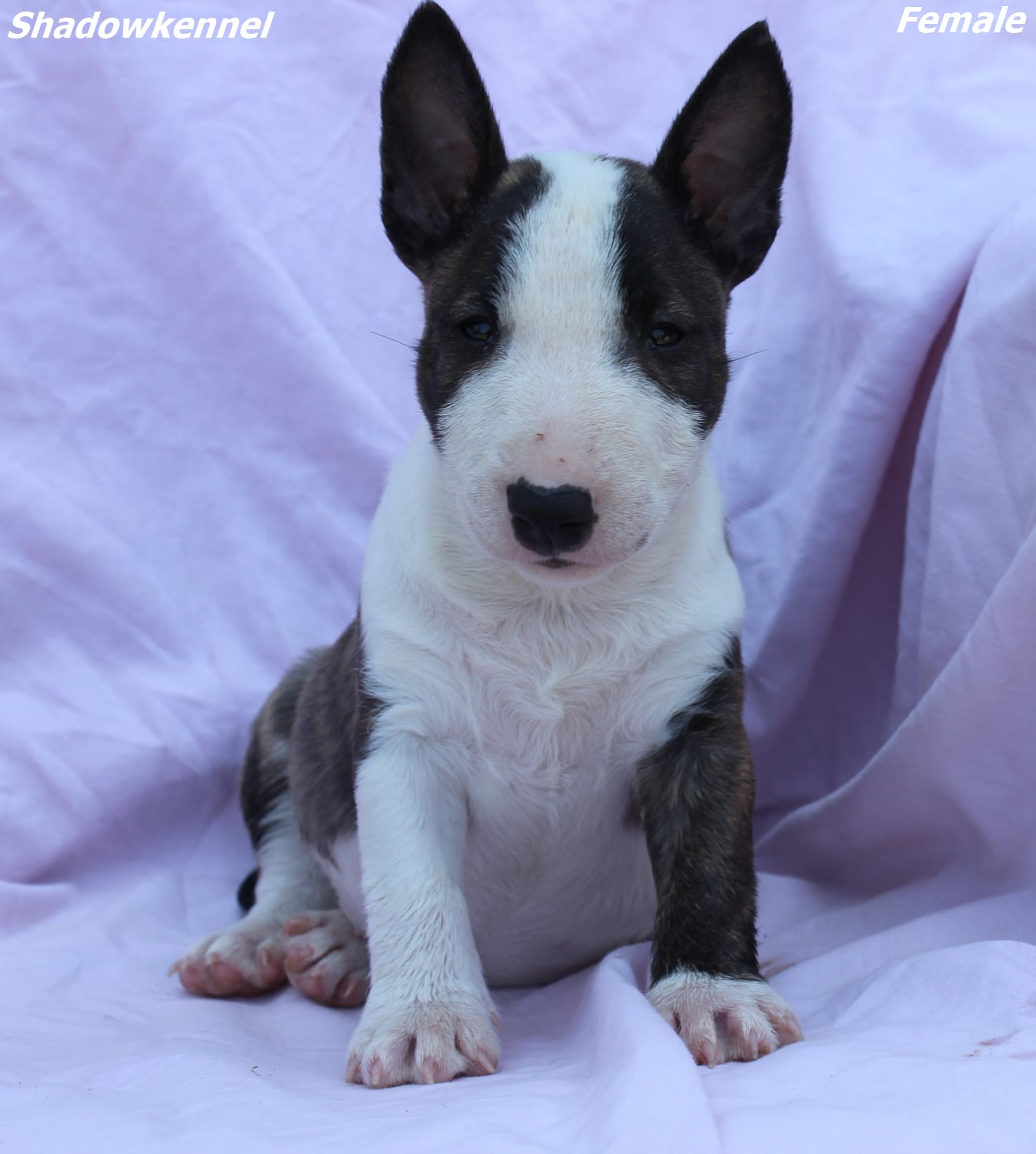 Mini Bull Terijer prelepi štenci
