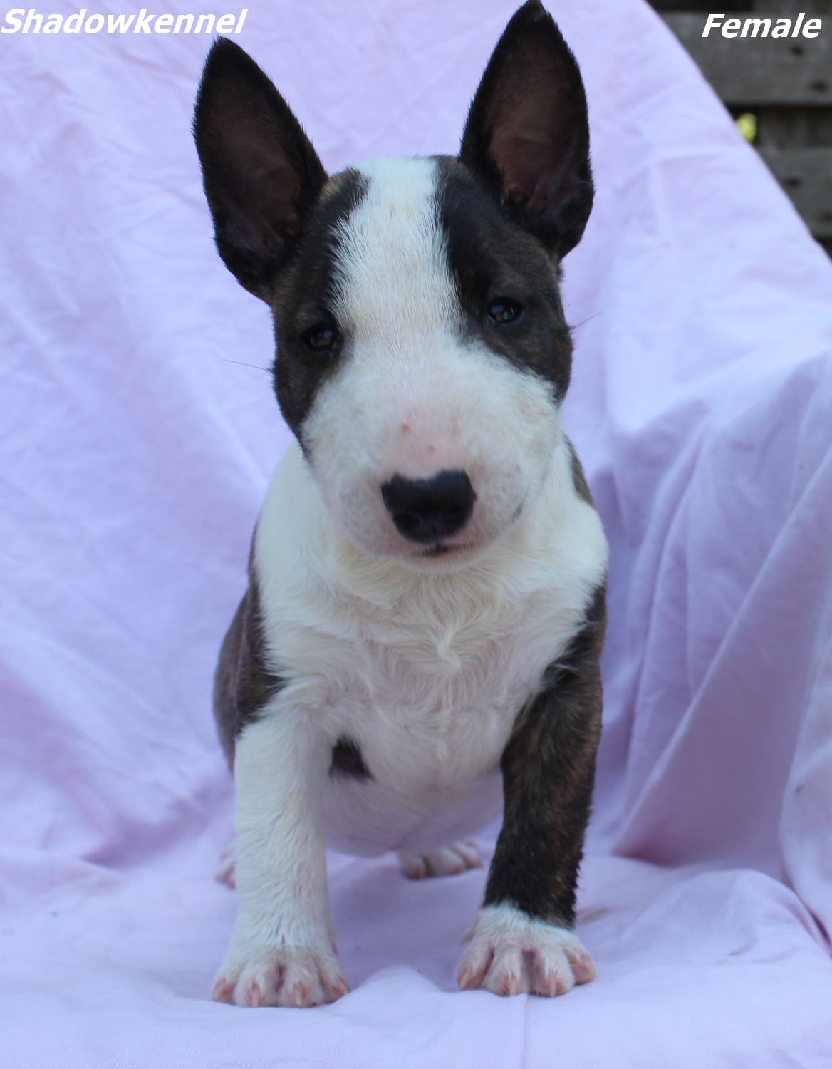Mini Bull Terijer prelepi štenci