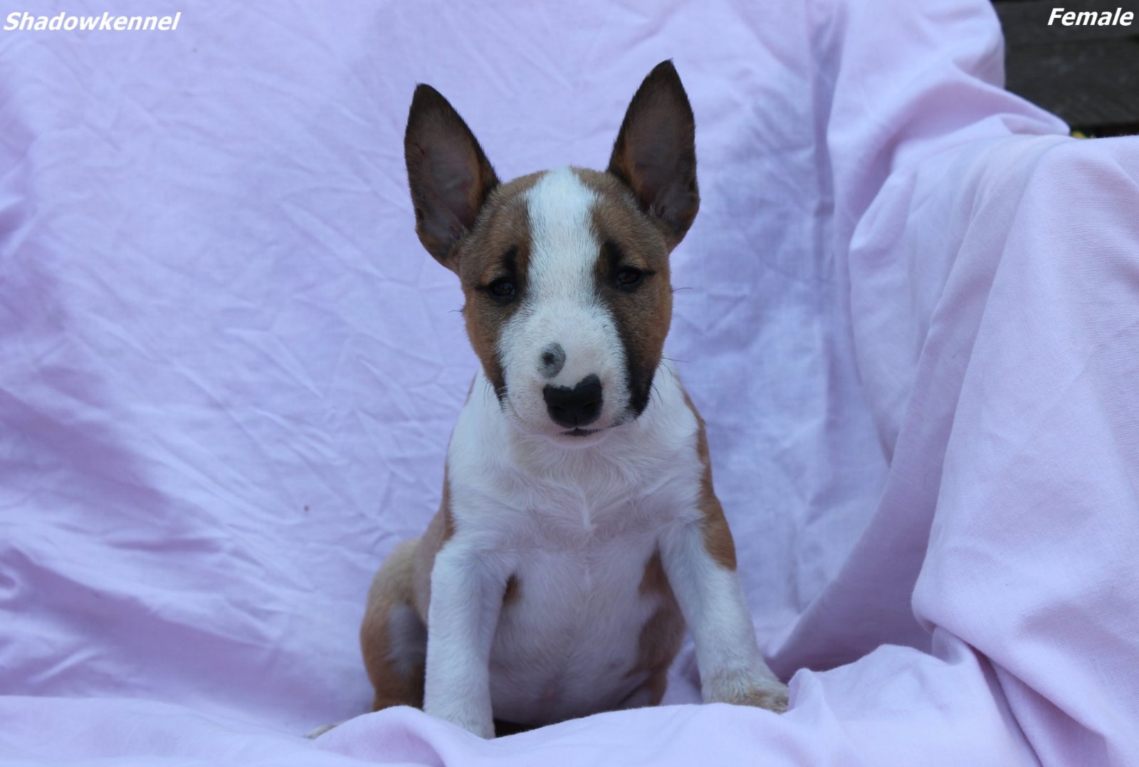 Mini Bull Terijer prelepi štenci