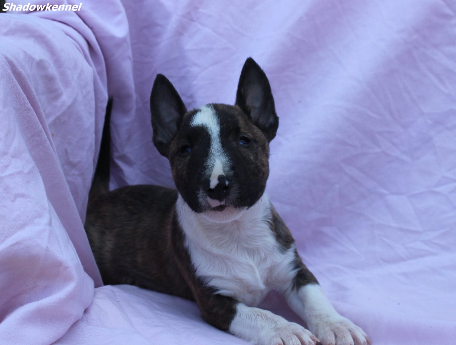 Mini Bull Terijer prelepi štenci