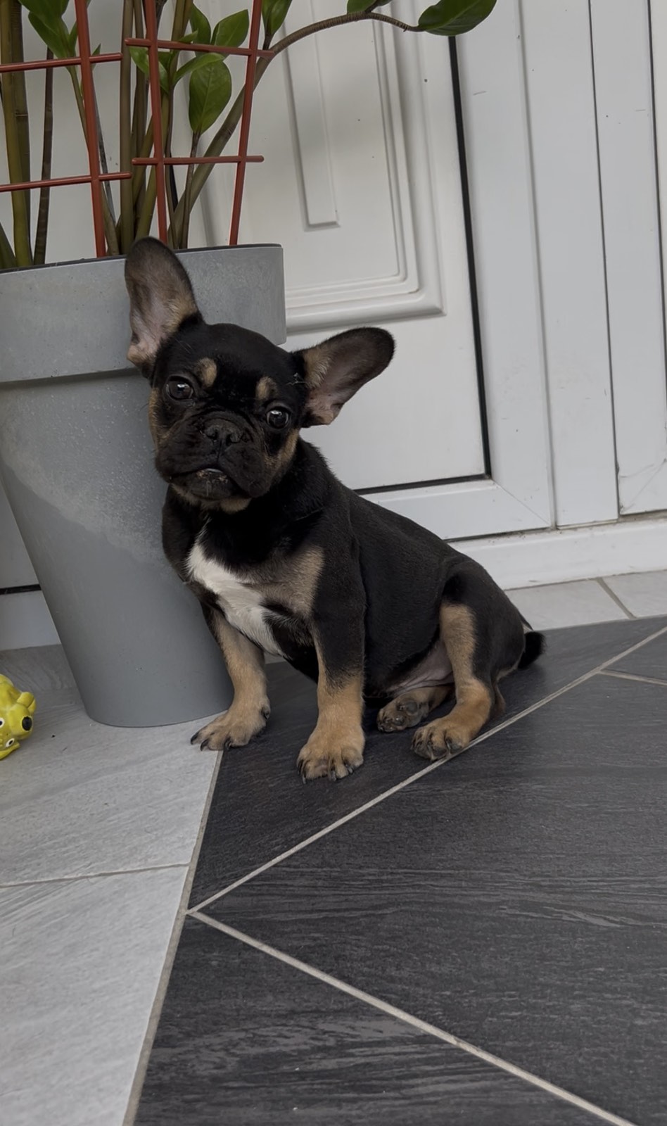 Francuski Buldog black & tan musko stene