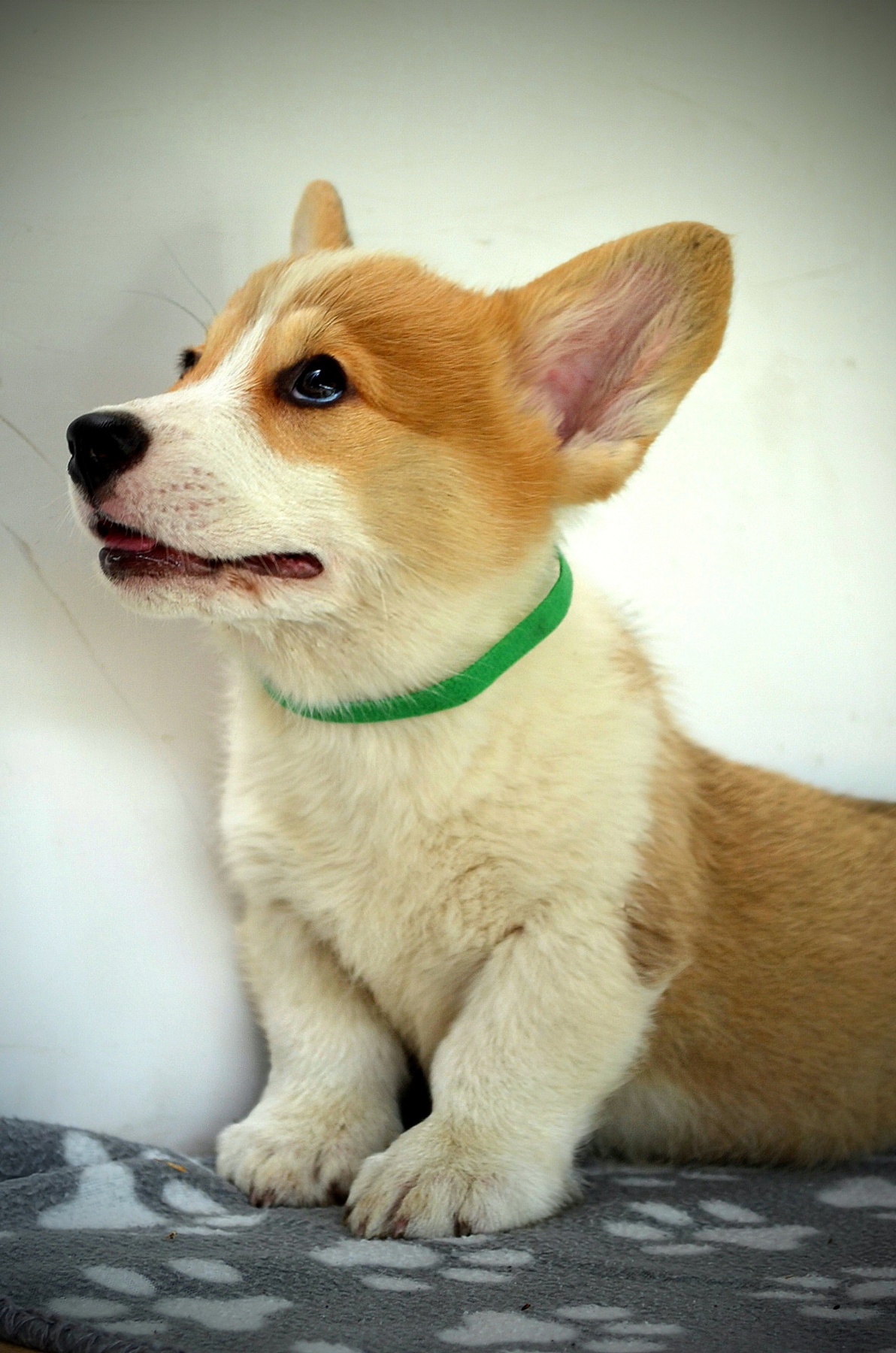 Velški Corgi Pembrok prelepi štenci