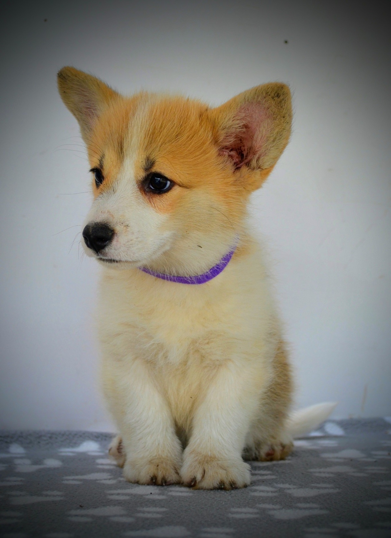 Velški Corgi Pembrok prelepi štenci