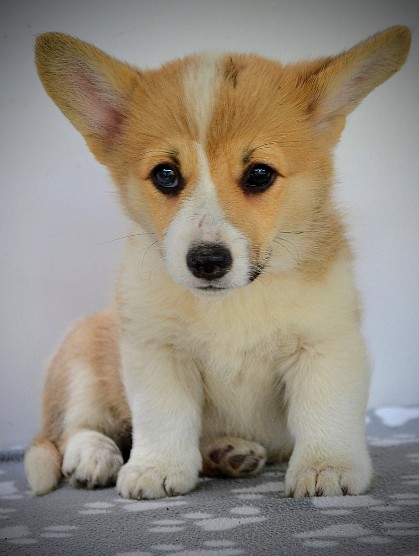 Velški Corgi Pembrok prelepi štenci