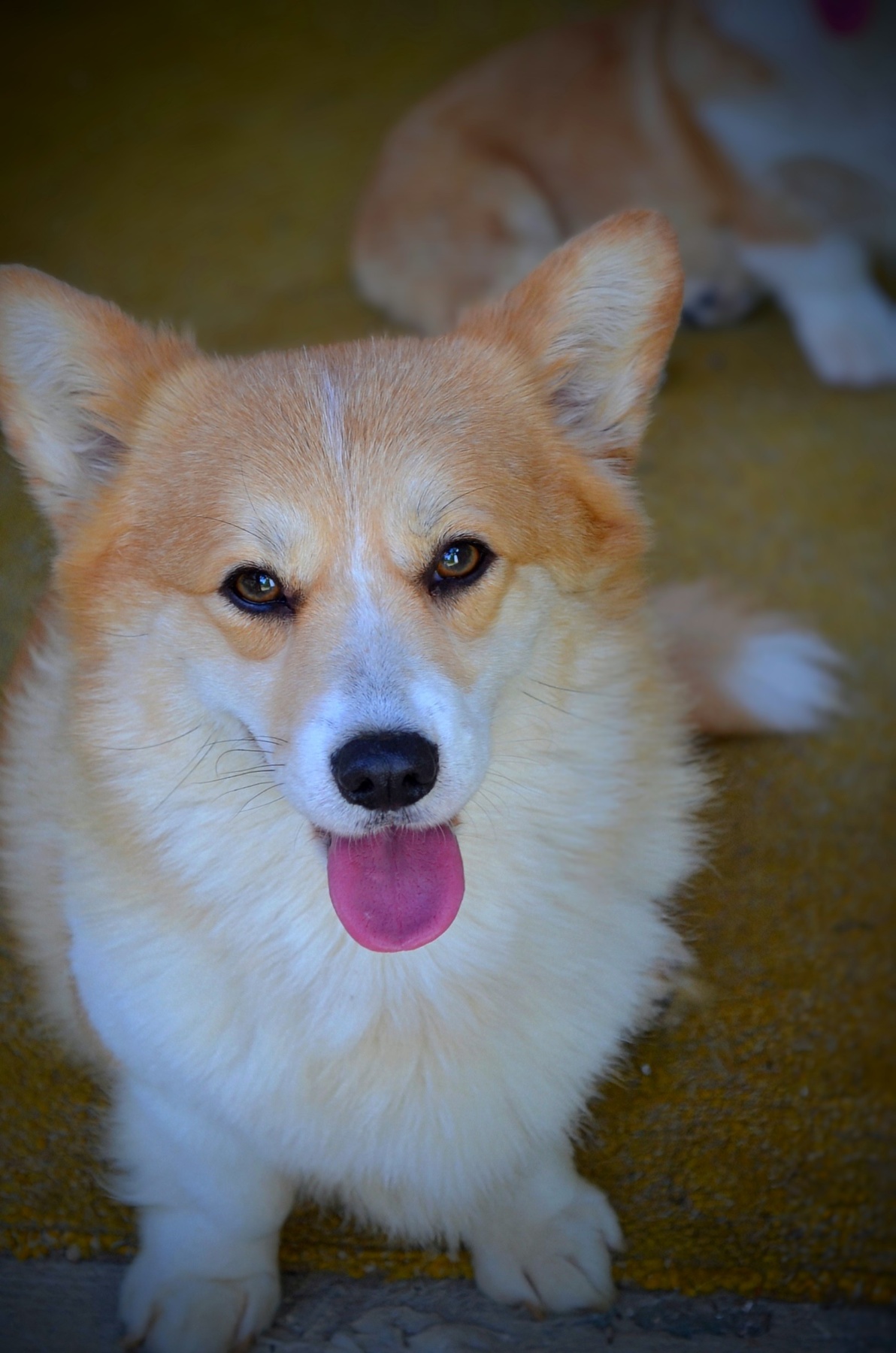 Velški Corgi Pembrok prelepi štenci
