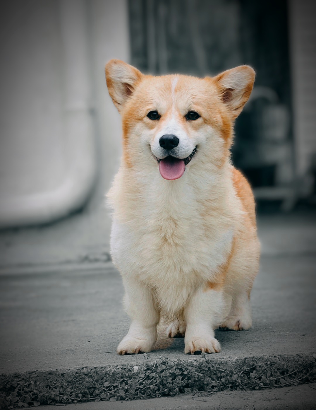 Velški Corgi Pembrok prelepi štenci