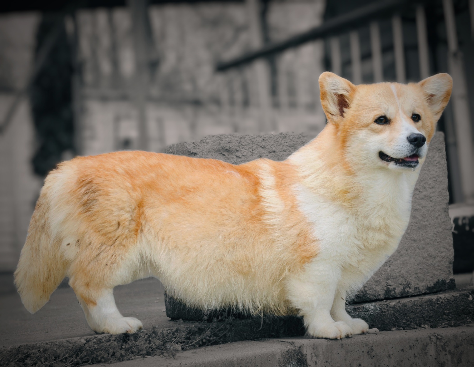 Velški Corgi Pembrok prelepi štenci