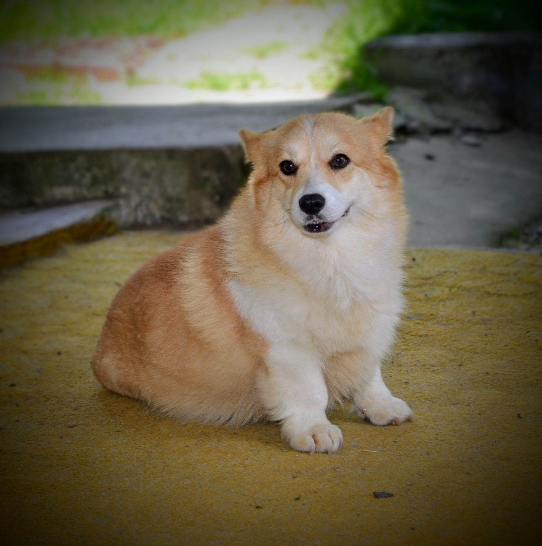 Velški Corgi Pembrok prelepi štenci