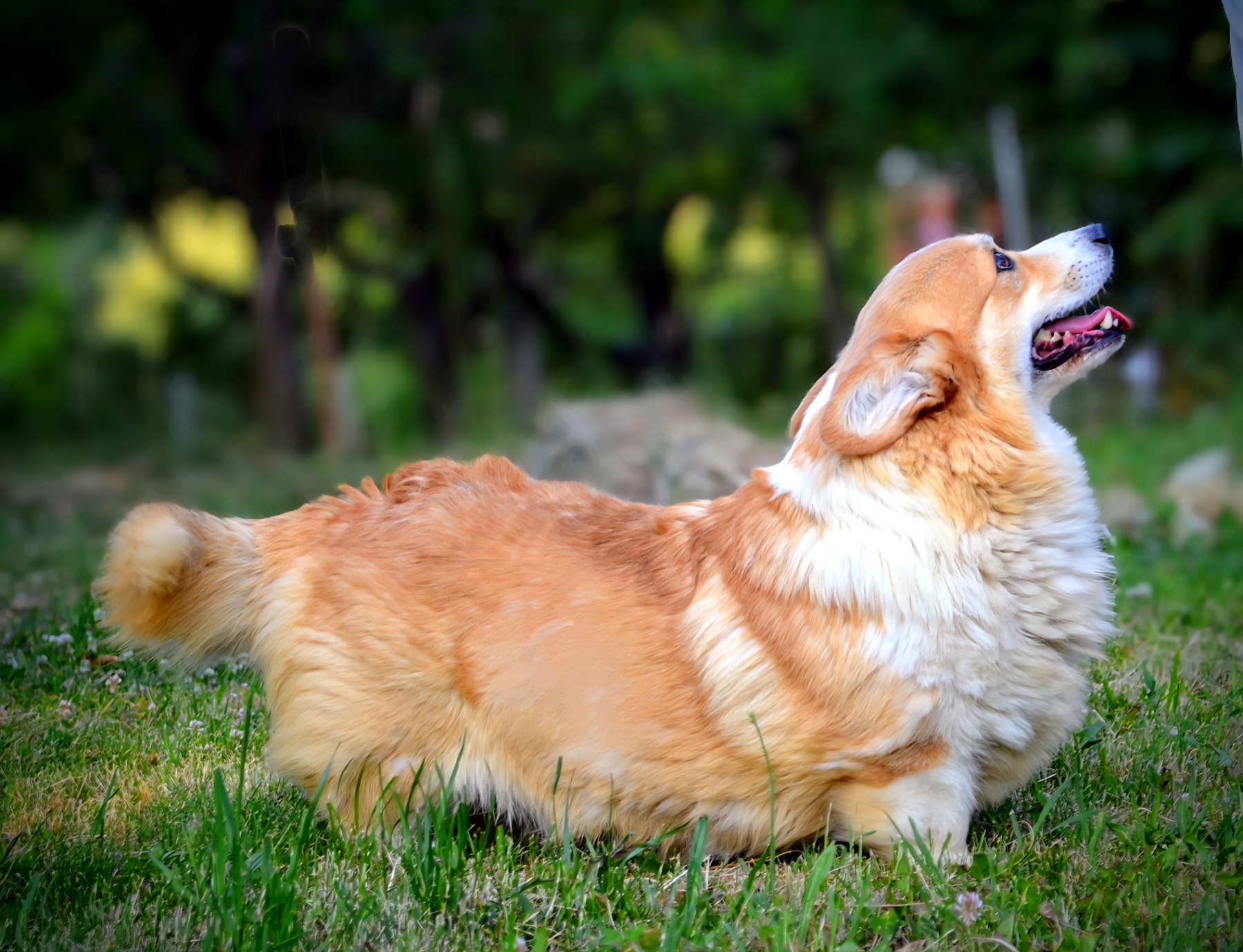 Velški Corgi Pembrok prelepi štenci