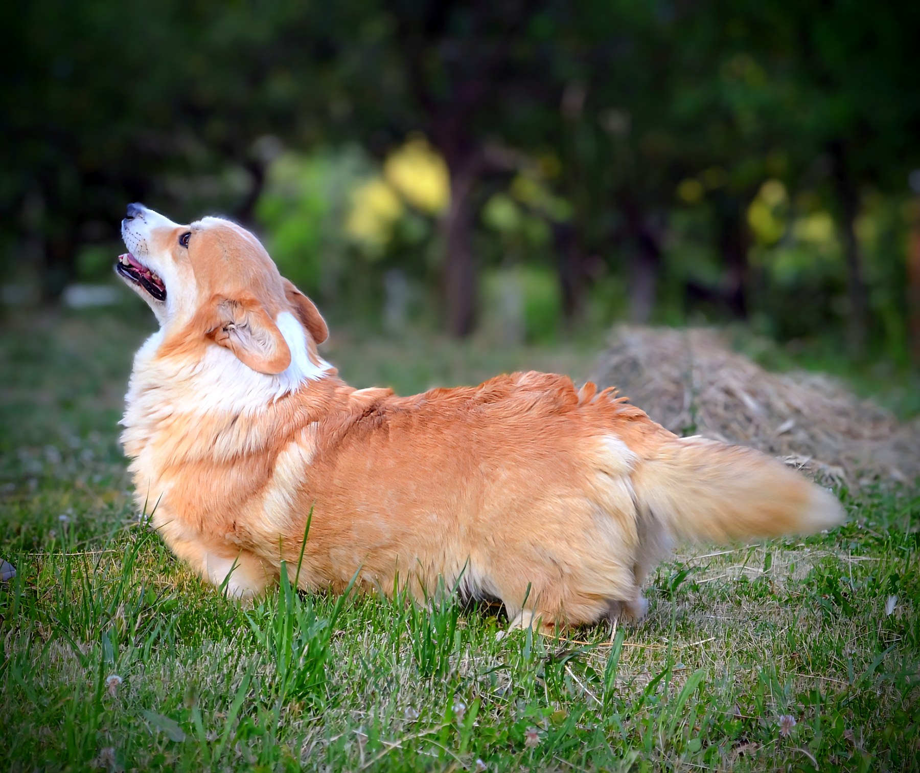 Velški Corgi Pembrok prelepi štenci