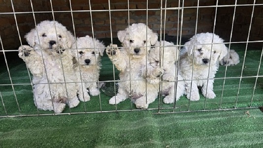 Predivni čistokrvni štenci kovrdžavog bišona - bichon frise 