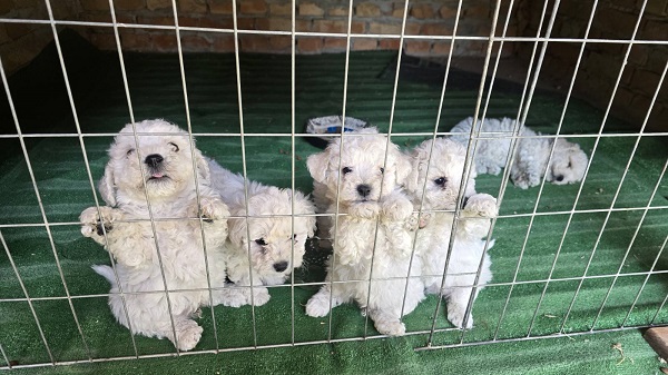 Predivni čistokrvni štenci kovrdžavog bišona - bichon frise 