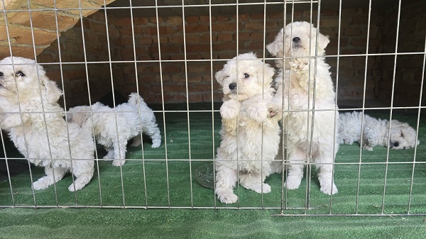 Predivni čistokrvni štenci kovrdžavog bišona - bichon frise 